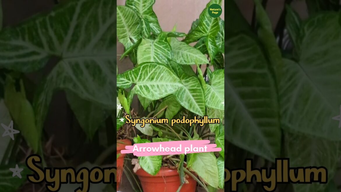 How to grow Syngonium/arrowhead vine#shortsviral #shortsfeed #shorts#short#garden #video #yt #plants
