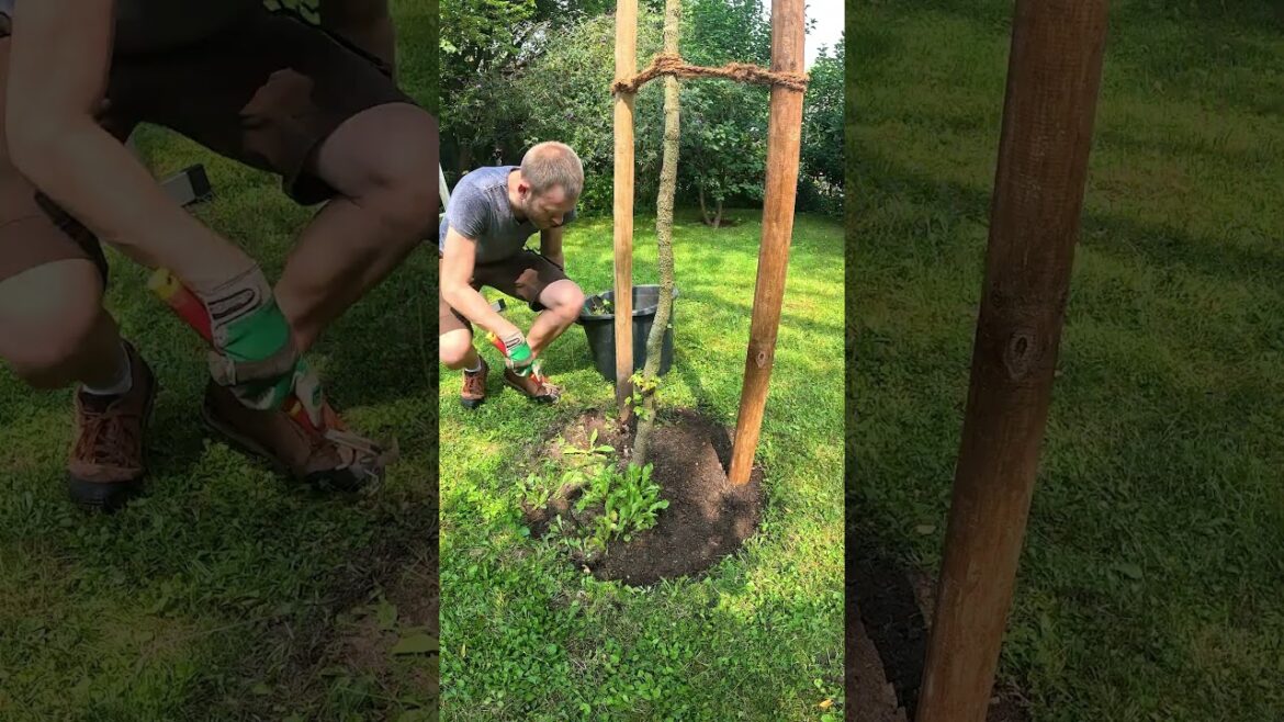 Tree Circle Clean Up