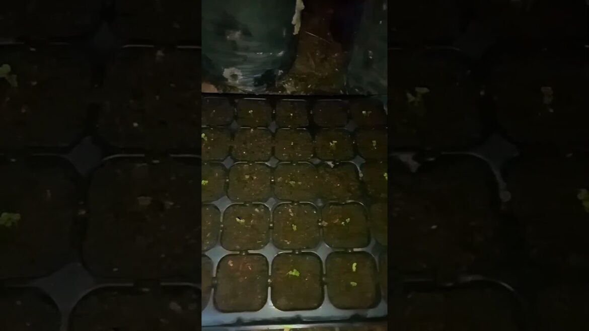 I Grew Bok Choy in 4 Days Using Only Water I Grew Bok Choy in 4 Days Using Only Water