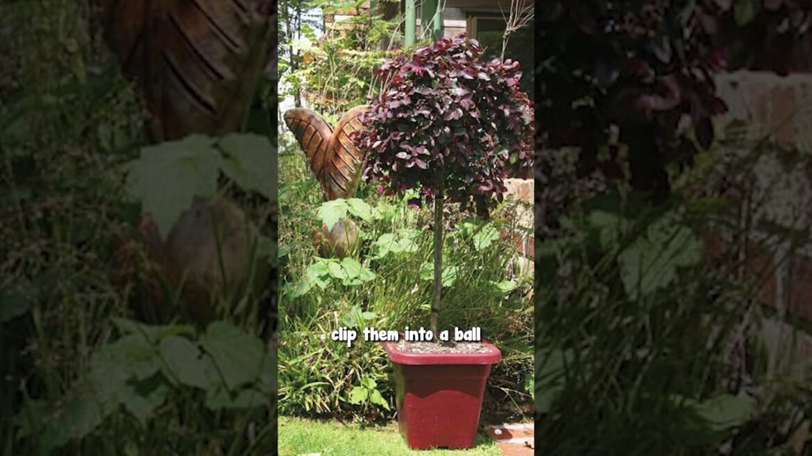 Add COLOUR in your garden with Loropetalum 🙌