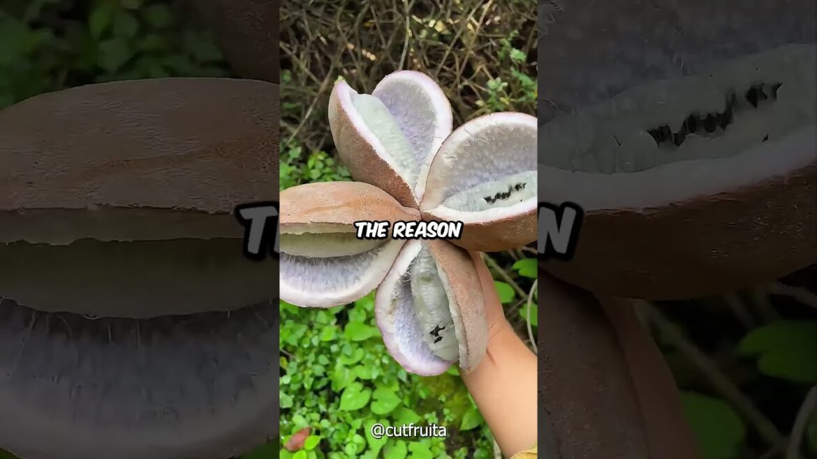 The Alien Looking Fruit! #facts #fruit #amazing