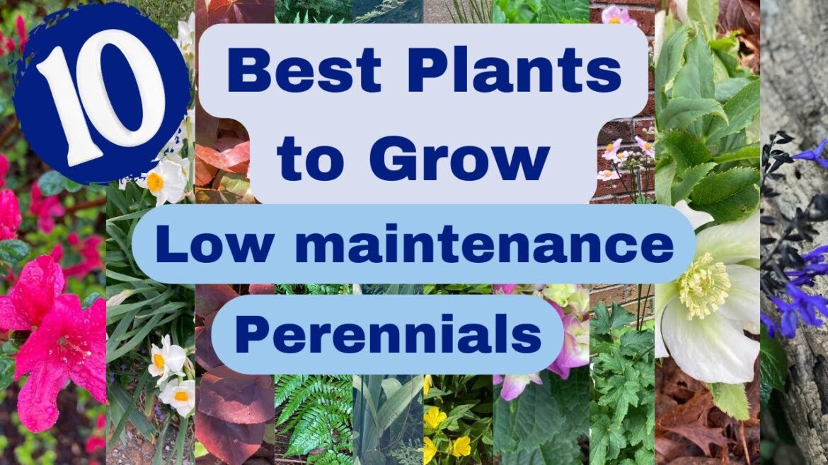 The Best Perennials for Lazy Gardeners The Best Perennials for Lazy Gardeners