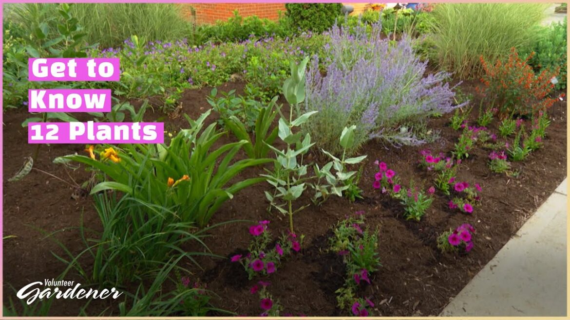 Fundamental Landscape Plants | Volunteer Gardener Fundamental Landscape Plants | Volunteer Gardener