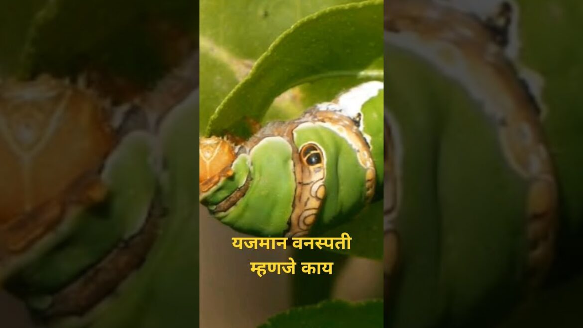 यजमान वनस्पती म्हणजे काय,host plants #horticulture #gardening #landscape#pune यजमान वनस्पती म्हणजे काय,host plants #horticulture #gardening #landscape#pune