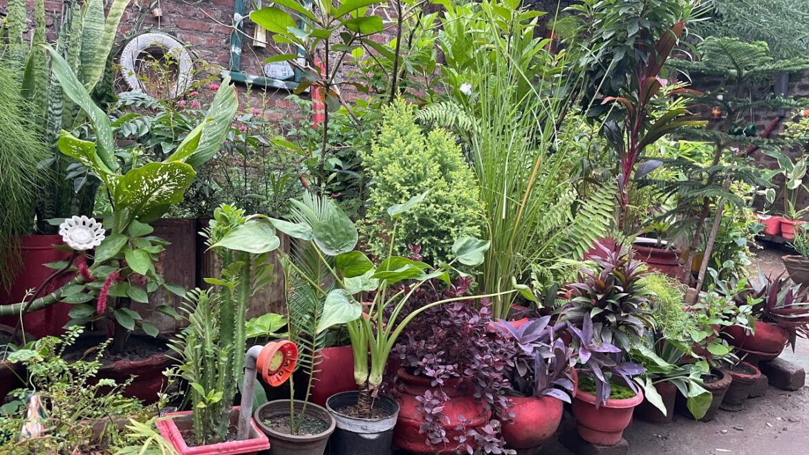 छोटे पोधो को कैसे ग्रो करे 🌱 how to grow small plant l home Garden Ideas In Village 😍 छोटे पोधो को कैसे ग्रो करे 🌱 how to grow small plant l home Garden Ideas In Village 😍