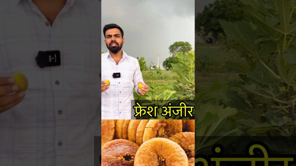 Fresh farm fig taste 👌 Fresh farm fig taste 👌