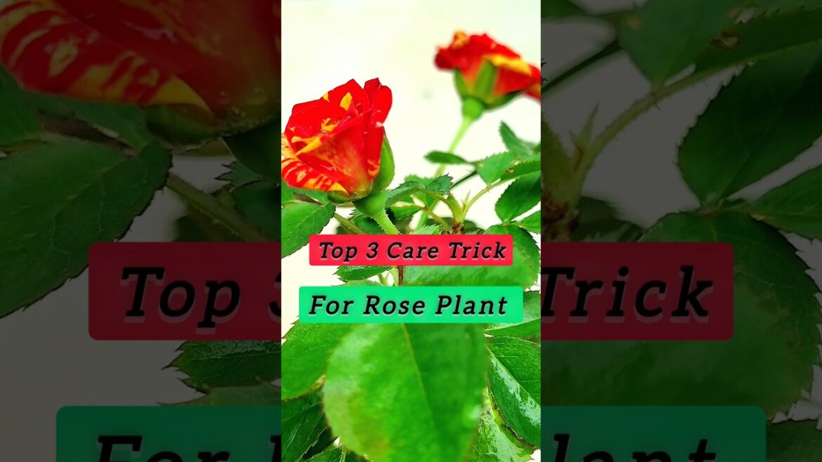 Rose Care || Rose Tips || Rose Dia #shortsvideo # gardentips #rosegarden #garden #rosecaretips Rose Care || Rose Tips || Rose Dia #shortsvideo # gardentips #rosegarden #garden #rosecaretips