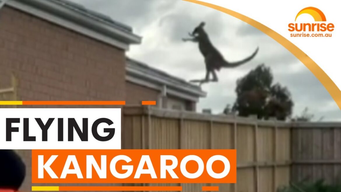 A FLYING KANGAROO | Sunrise