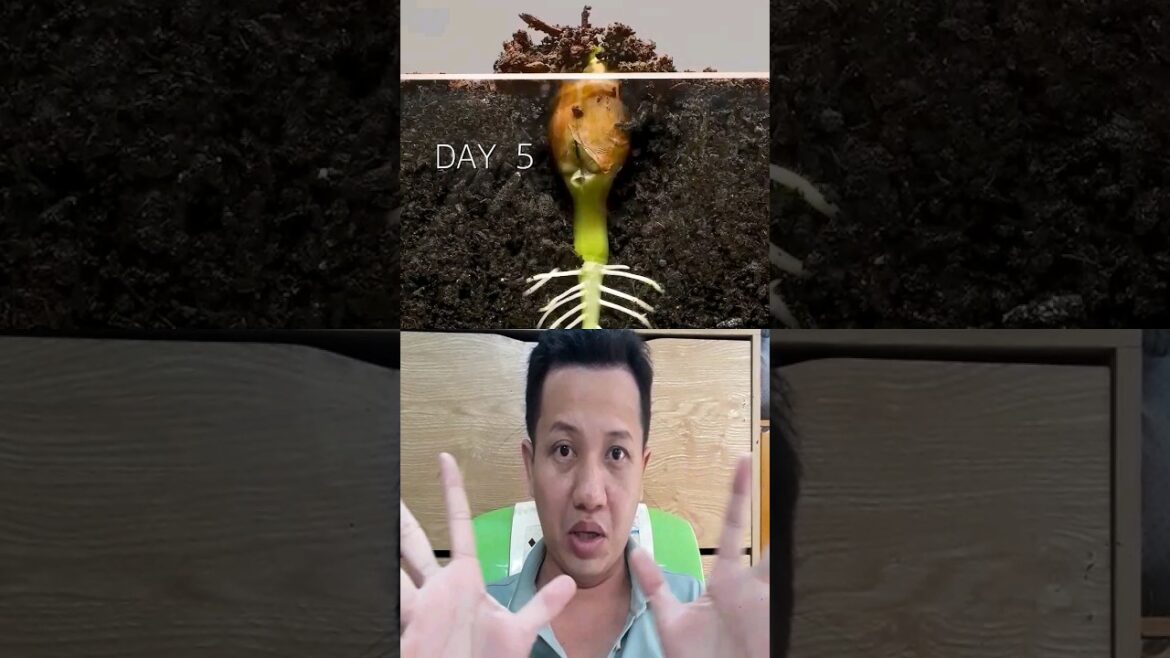 Peanut Plant Growth Journey #garden #trend #shortvideo #funny #music