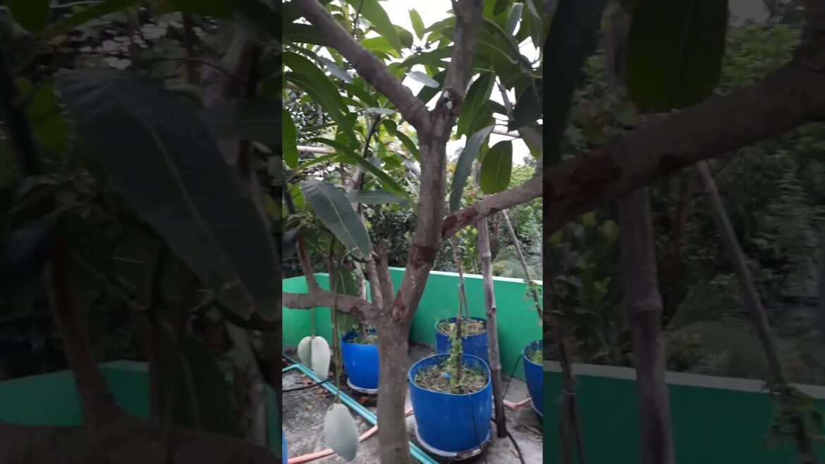 কলা আম | banana mango | #shortsvideo #fruit #garden #gardening #gardener tips কলা আম | banana mango | #shortsvideo #fruit #garden #gardening #gardener tips