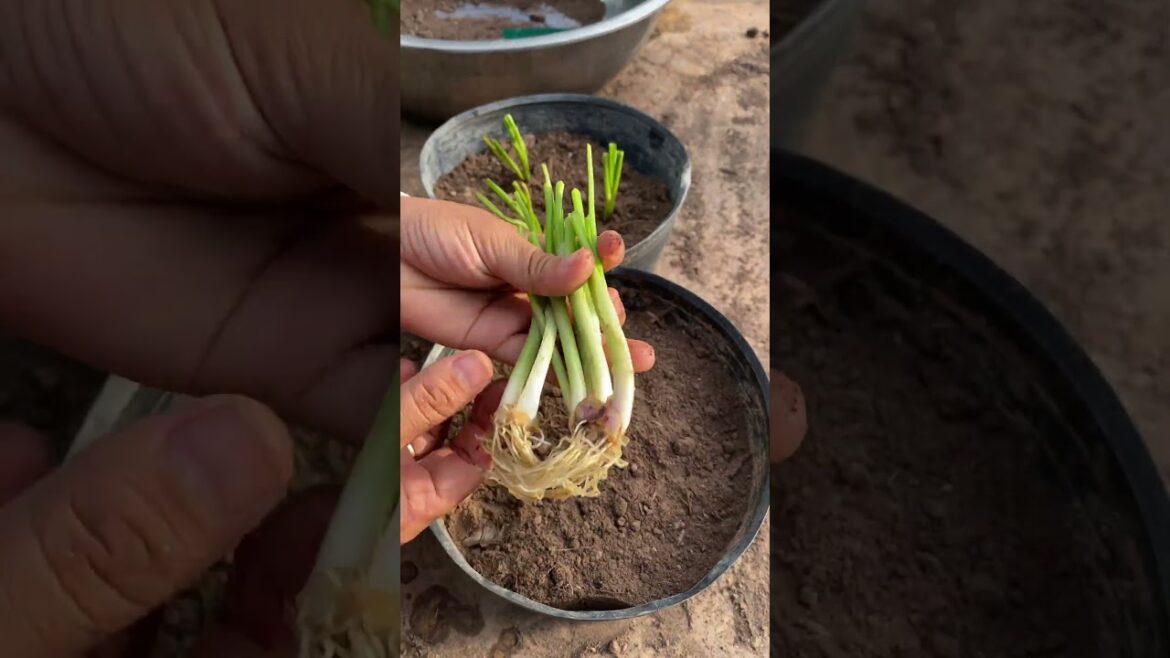 Daily life gardener by meimei / tips for growing/ enjoy with organic vegetable #shorts #gardening