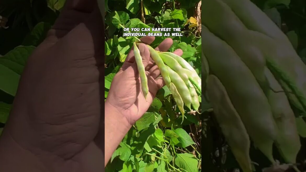 California Gardening: Harvesting Hyacinth Beans (Papdi/Chikkudukaya/Avarakai): Container Gardening Tips! Harvesting Hyacinth Beans (Papdi/Chikkudukaya/Avarakai): Container Gardening Tips!