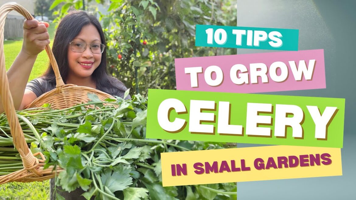 10 Tips to Grow Celery in a Small Space Garden 10 Tips to Grow Celery in a Small Space Garden