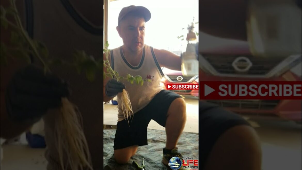 Easy Tomato Plant Cloning: Garden Hacks 🍅 #gardentips