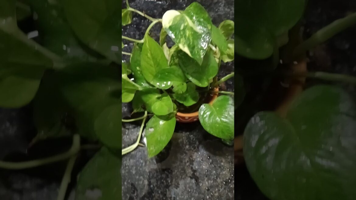 Money plant #shortsfeed #gardening#viralshorts#plantslover Money plant #shortsfeed #gardening#viralshorts#plantslover
