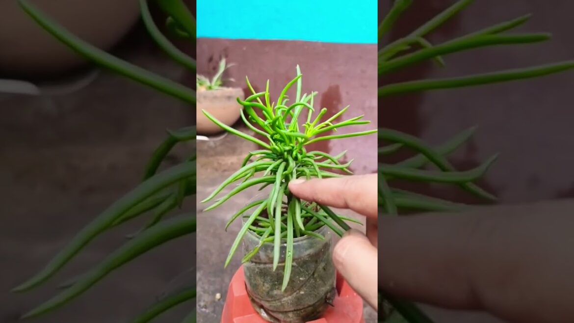 What to do #pestcontrol #gardening #gardener #succulentcare #viral #trending #shorts What to do #pestcontrol #gardening #gardener #succulentcare #viral #trending #shorts