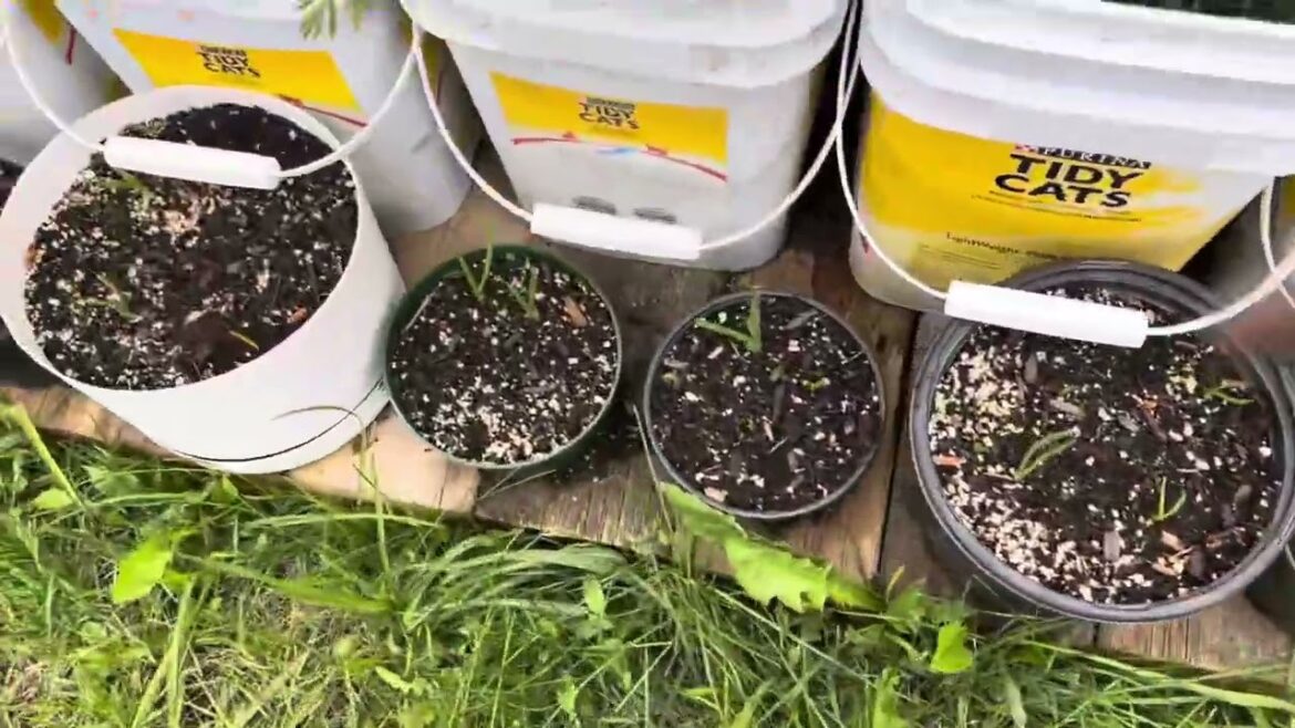 June 2024 – Container Garden Walk Through June 2024 - Container Garden Walk Through