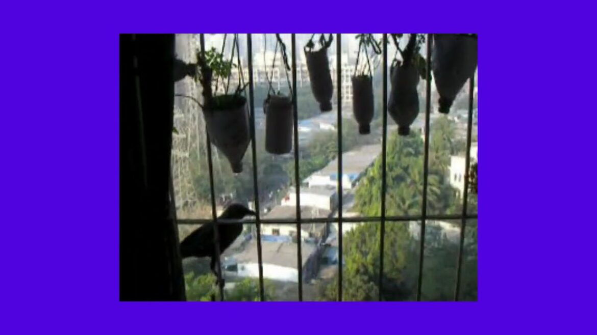 Thirsty Clever Crow Story turns real Thirsty Clever Crow Story turns real