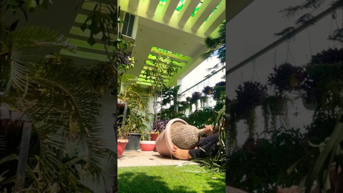 पौधे को रिपॉट कैसे करे #gardeningtips #garden #nature #gardening #plants #septembergardeningwork पौधे को रिपॉट कैसे करे #gardeningtips #garden #nature #gardening #plants #septembergardeningwork