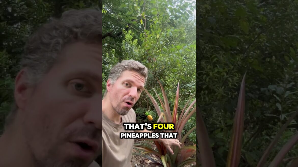 Amazing #pineapple plant #tropicalgardening #gardening