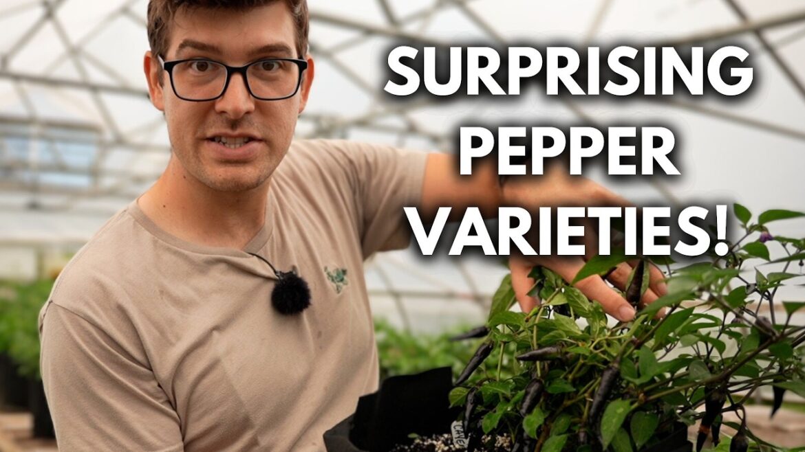 This Project Has Been a SECRET Until Now!