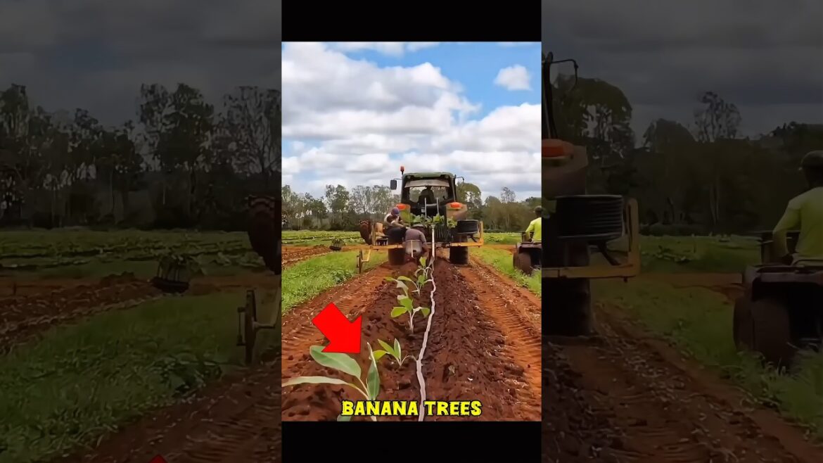 केले के पेड़ लगाने वाली मशीन | Banana tree planting machine #shorts #machine #farming