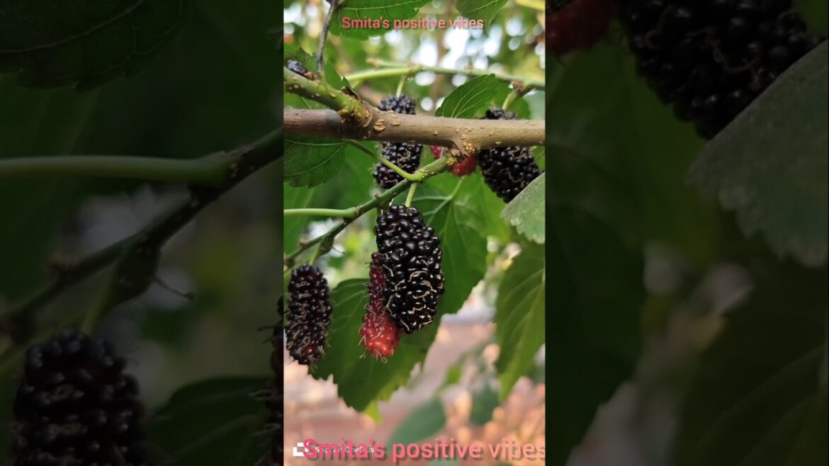 #amazing #fruit #garden #shorts#viralvideo #smita #amazing #fruit #garden #shorts#viralvideo #smita