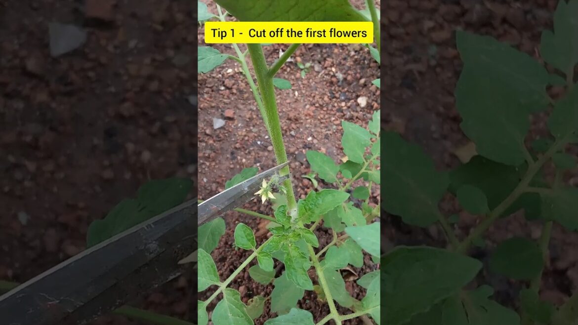 Tips for tomato plants#tomatoes #epicgardening #gardeningtips #vegetablegardening #hometour #sucker