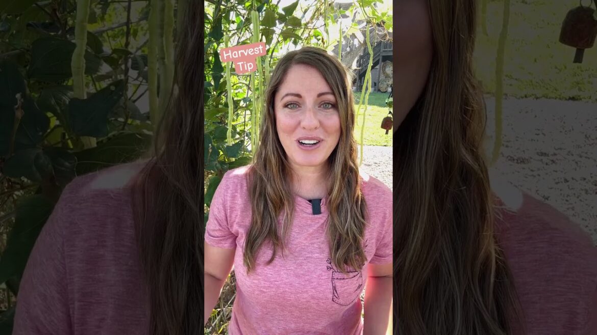 Do THIS After Harvesting Veggies #gardentips #harvest