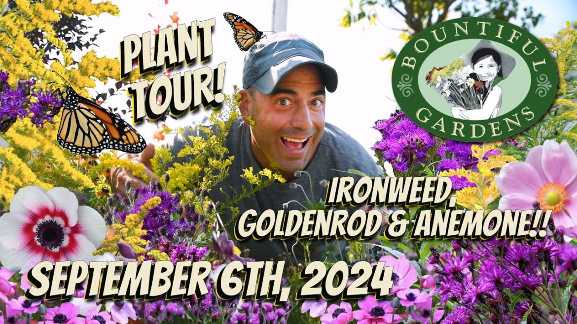 Incredible Ironweed, Glorious Goldenrod and Amazing Anemone! - Three Perennial Wildflowers You NEED!