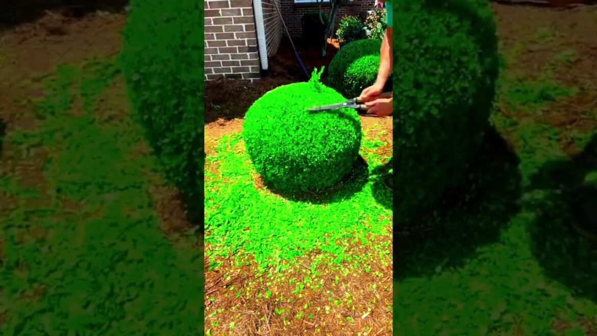 Satisfying garden work 🍀🍀#GardenWork #shorts #gardening #satisfying #work #gardenwork #grass Satisfying garden work 🍀🍀#GardenWork #shorts #gardening #satisfying #work #gardenwork #grass