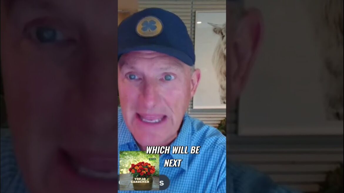 Discover the Beauty of Perennial Gardens  Long Lasting Blooms Discover the Beauty of Perennial Gardens  Long Lasting Blooms