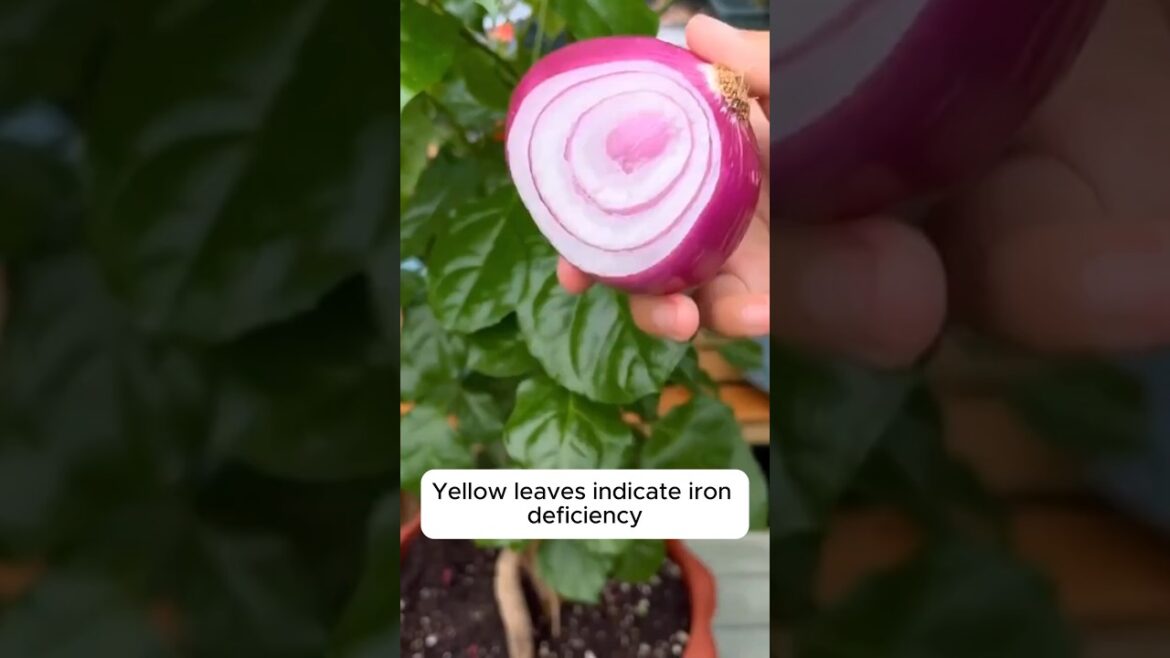 #gardeningtips #gardeningideas #gardening #indoorplants #houseplants #plants #ytshorts #shortsvideo