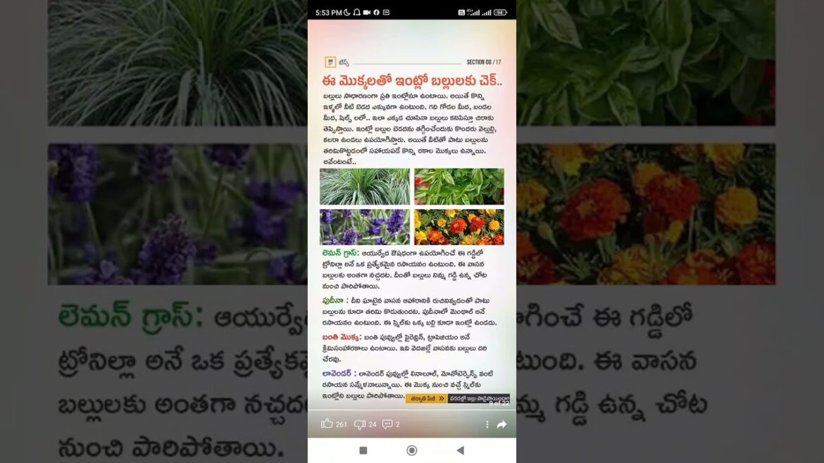 trees inside the house #Shorts #Short #Viral #TeluguAUTOnews #Telugu #reels trees inside the house #Shorts #Short #Viral #TeluguAUTOnews #Telugu #reels