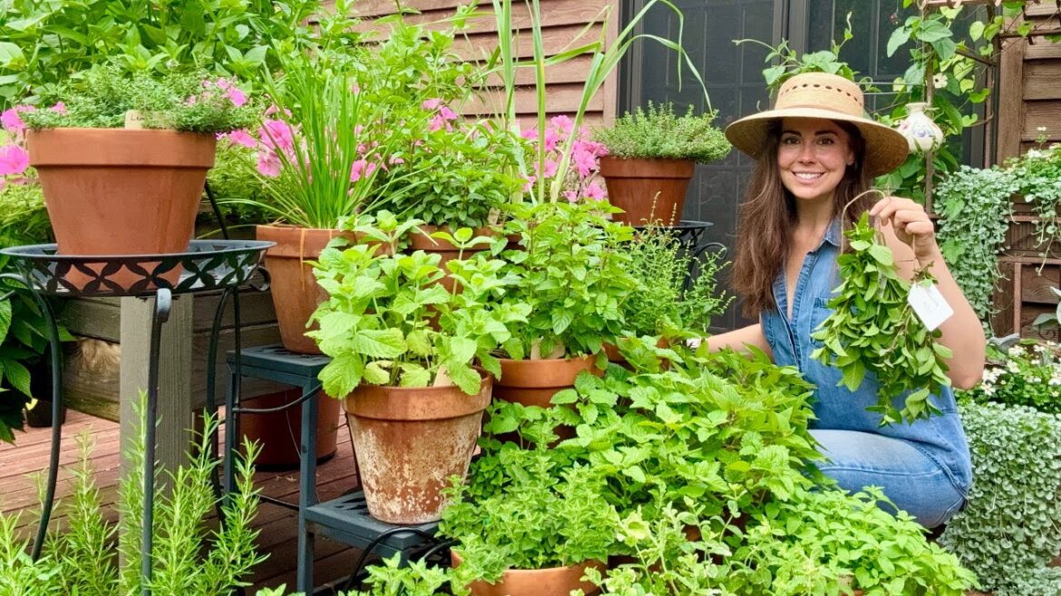How I Harvest & Dry Herbs From My Container Garden How I Harvest & Dry Herbs From My Container Garden