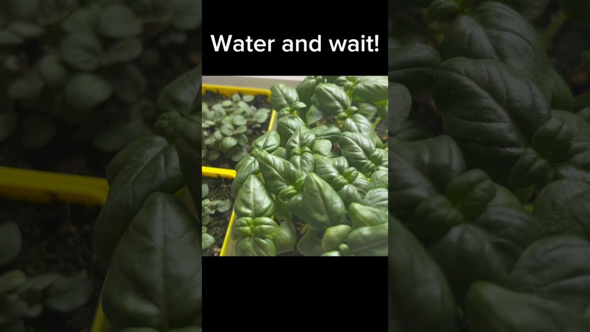 HERB GARDEN for Beginners #herbs #gardening #planting #diygarden #homesteading #shorts HERB GARDEN for Beginners #herbs #gardening #planting #diygarden #homesteading #shorts