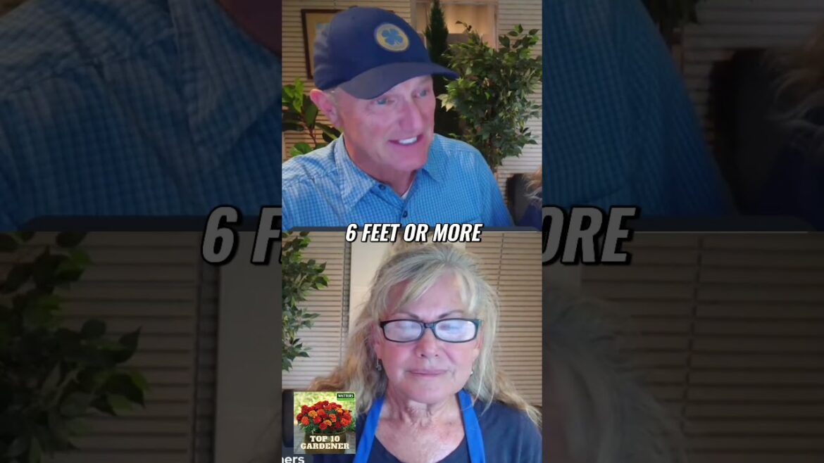 The Ultimate Guide to Fertilizing Pampas Grass