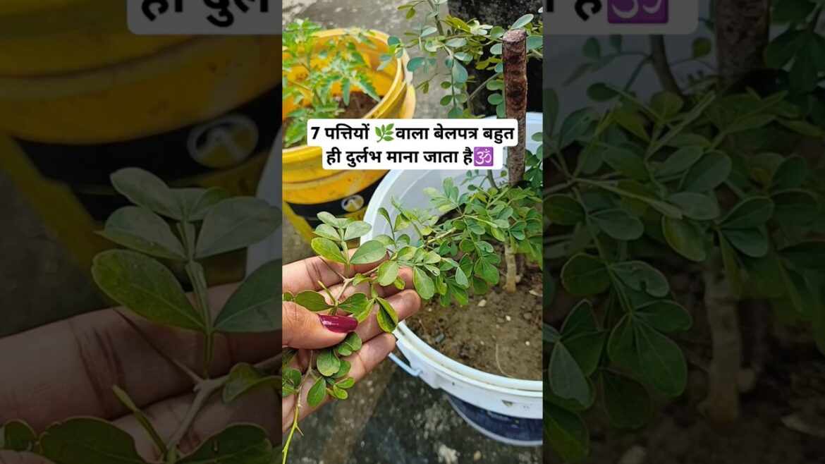 7 पत्तियों 🌿वाला बेलपत्र बहुत ही दुर्लभ माना जाता है🕉️ #shorts #shortsvideo #ashortsaday #gardening