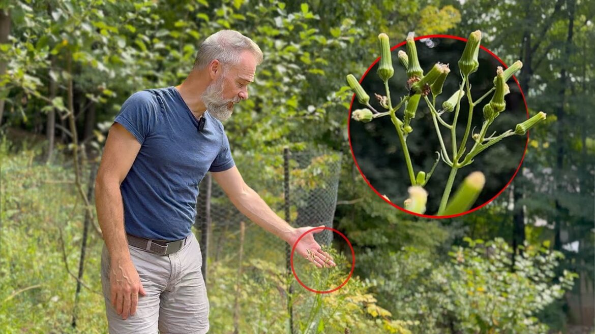 NOT a WEED: First Responder of the Plant World NOT a WEED: First Responder of the Plant World
