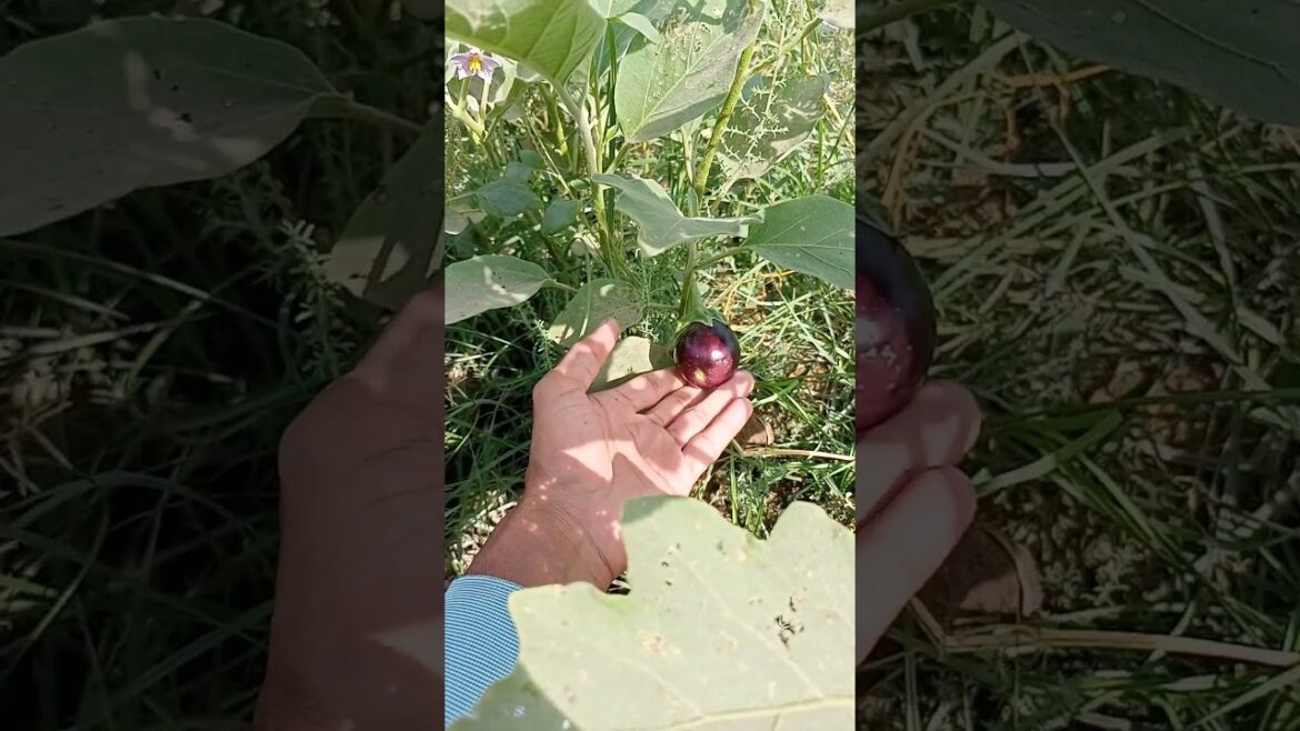 Best crops to grow in January and February |Profitable farming | Vegetable farming in Pakistan 2024 Best crops to grow in January and February |Profitable farming | Vegetable farming in Pakistan 2024