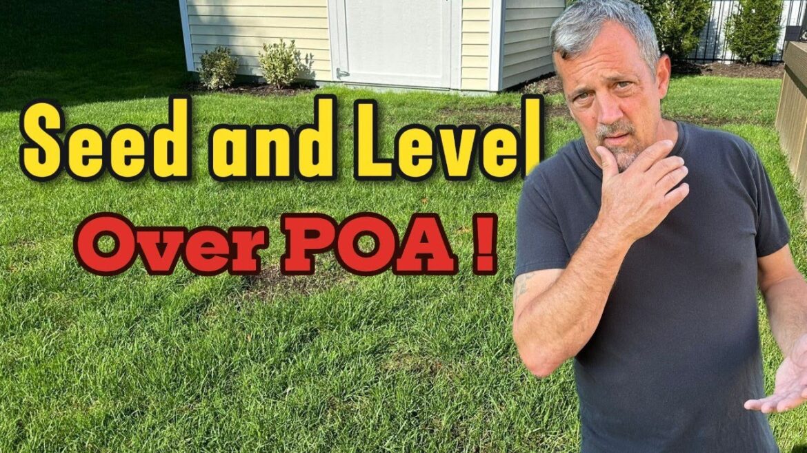 Transform Your Lawn's Health with Late Summer Seeding!