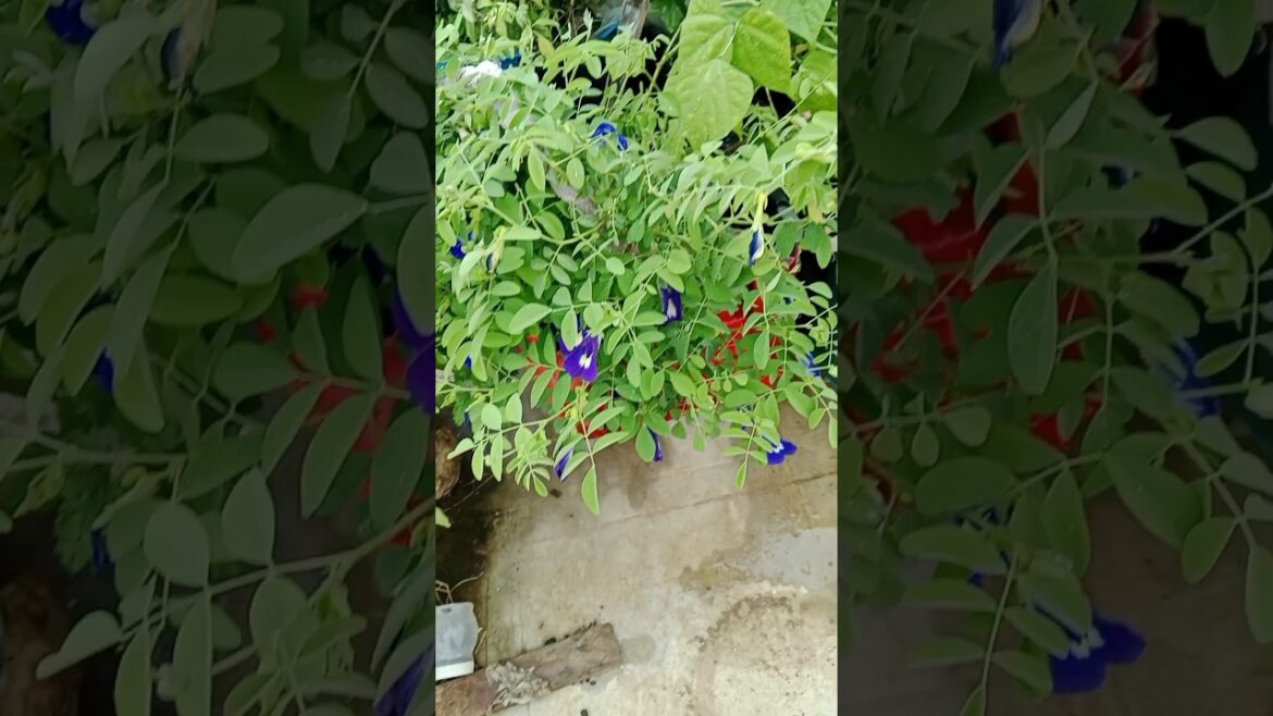 Ya hai Aparajita ka plant#shorts#gardening#indoorplants #nature Ya hai Aparajita ka plant#shorts#gardening#indoorplants #nature