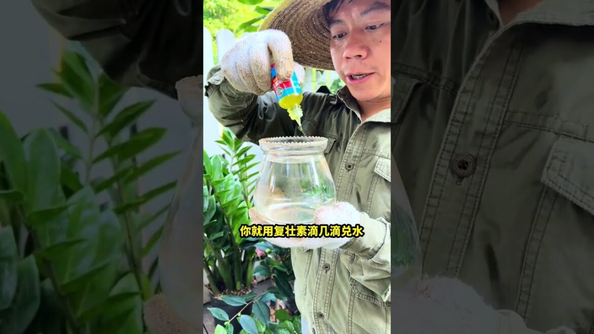 多肉过完夏季多数已经没活力了,你要重新激活它的生长#花卉绿植#多肉#盆栽 多肉过完夏季多数已经没活力了,你要重新激活它的生长#花卉绿植#多肉#盆栽