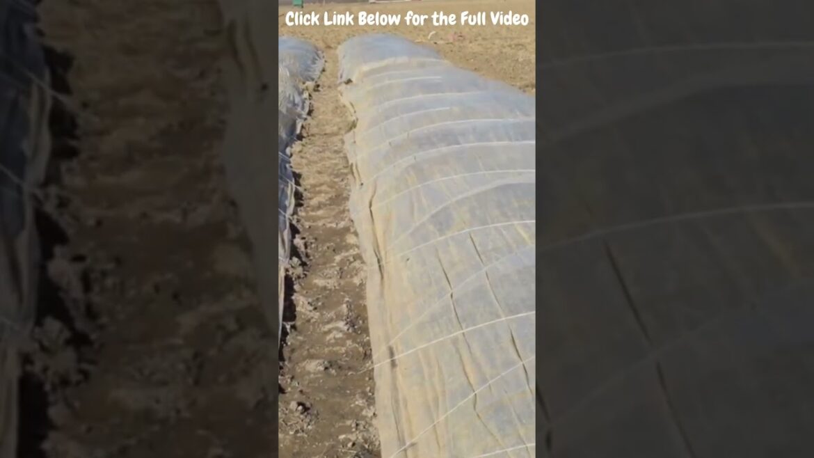 Microclimate Grow Your Own Salad Year Round: Winter Salad Greens Guide Varieties Cold Frames VitaVim Microclimate Grow Your Own Salad Year Round: Winter Salad Greens Guide Varieties Cold Frames VitaVim