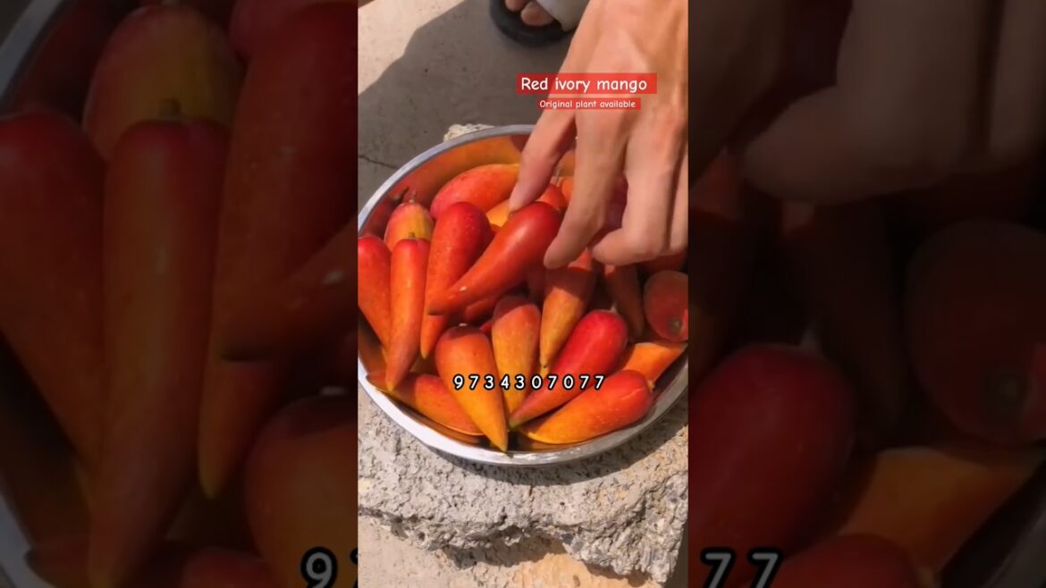 red ivory mango farming 9734307077 original plant available #mango #shorts #vairalshort