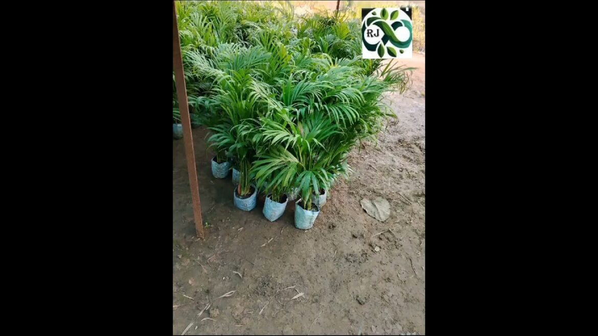 “Exquisite Landscaping & Garden Design: Premier Planting and Gardening Services #diylandscaping "Exquisite Landscaping & Garden Design: Premier Planting and Gardening Services #diylandscaping