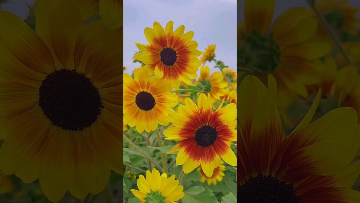 Most beautiful flower 😘 #shorts #whatsapp #flowers Most beautiful flower 😘 #shorts #whatsapp #flowers