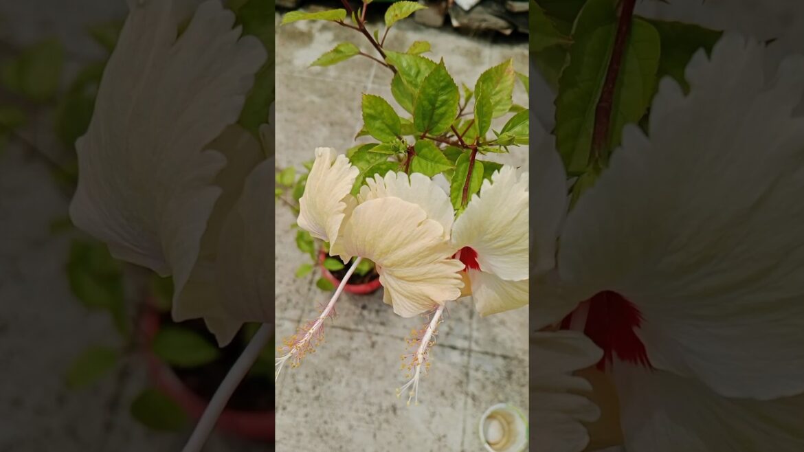 ज्यादा फुलों के लिए गुडहल का पौधा कैसे लगाये#gardening #shorts#fertilizer #yt ज्यादा फुलों के लिए गुडहल का पौधा कैसे लगाये#gardening #shorts#fertilizer #yt