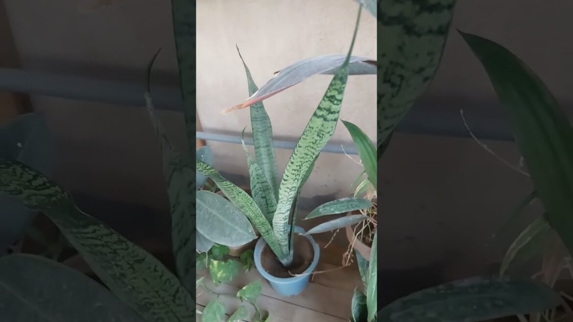 #snakeplant care tips #gardenup #containergardening #rooftopgarden #terracegardening #izharahmed #snakeplant care tips #gardenup #containergardening #rooftopgarden #terracegardening #izharahmed
