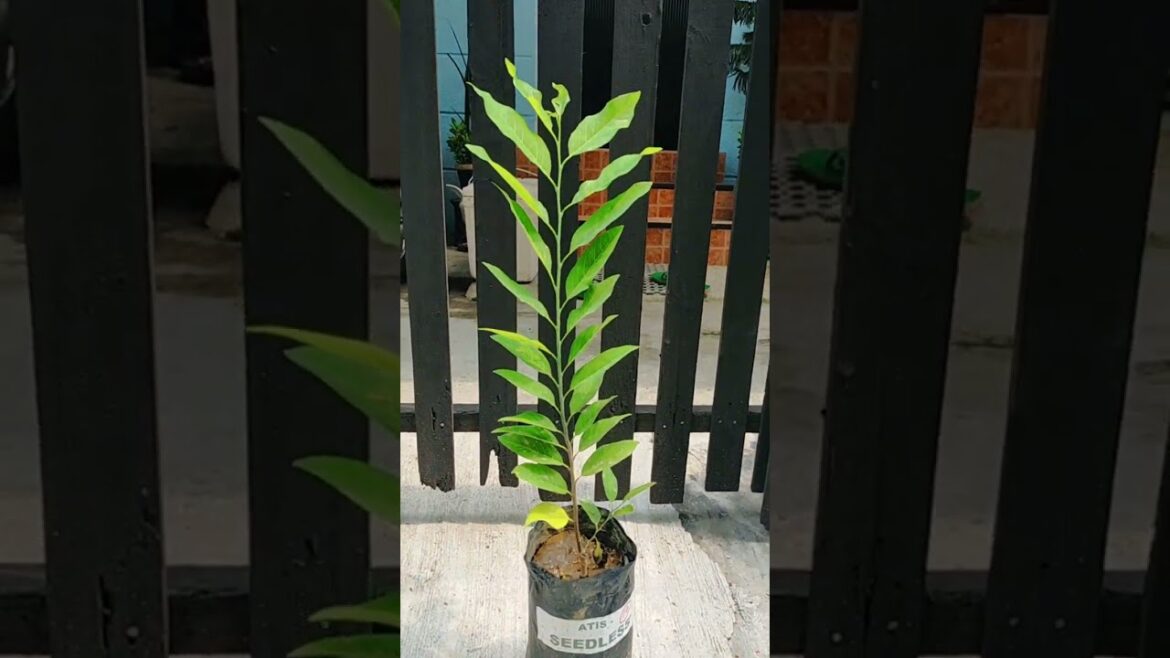 🌿 See Comment | Faster Fruit Production if "Budded"  Sugar Apple (Atis) Tree | Good Quality No Pests